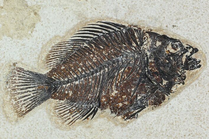 Fossil Fish (Cockerellites) - Green River Formation #129681
